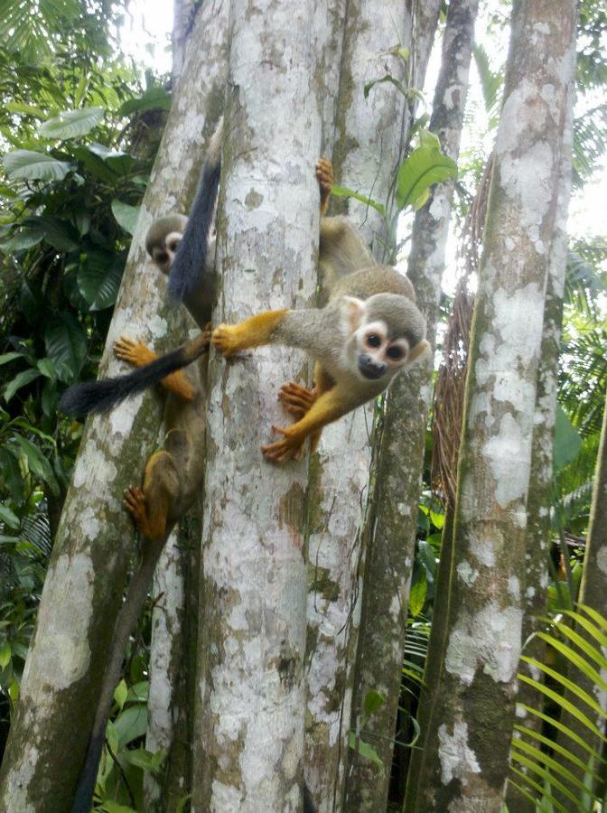 Parque Dos Igarapes Villa Belém Buitenkant foto